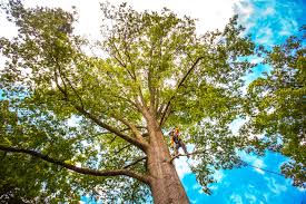 Best Utility Line Clearance  in Hamlet, NC