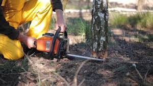 Best Lawn Renovation and Restoration  in Hamlet, NC