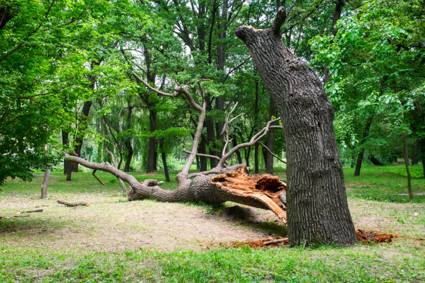 Best Tree Trimming and Pruning  in Hamlet, NC
