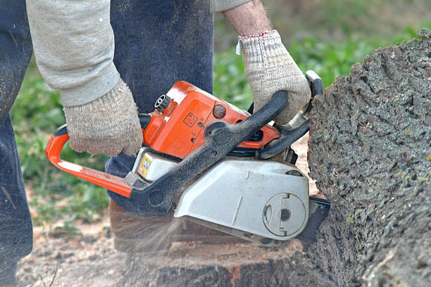 Best Lawn Watering Services  in Hamlet, NC