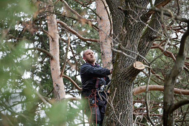 Reliable Hamlet, NC Tree Care Solutions