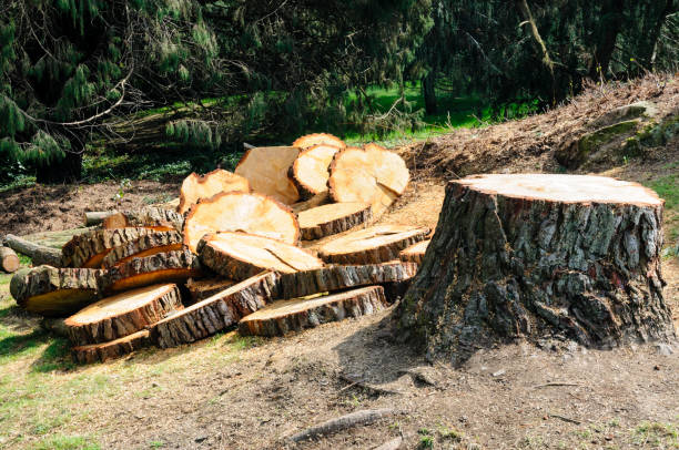 Best Tree Health Inspection  in Hamlet, NC